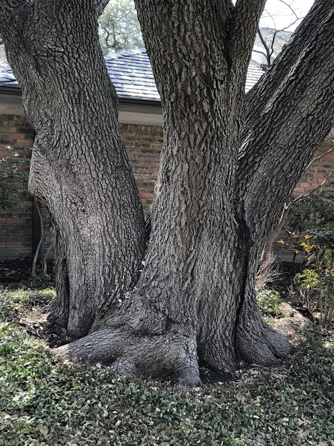 Mature heritage tree close to a Ridgeway property cared for by certified arborists